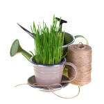 Green Grass And Garden Tools